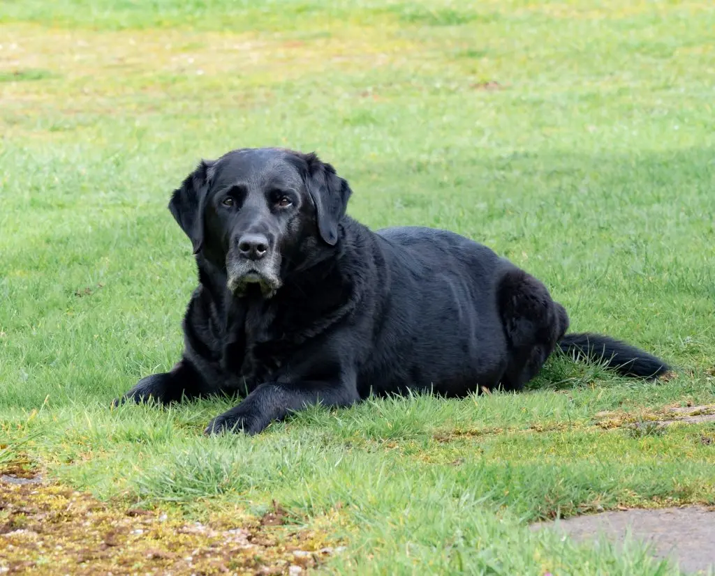 Gammel hund ligger på en græsplæne