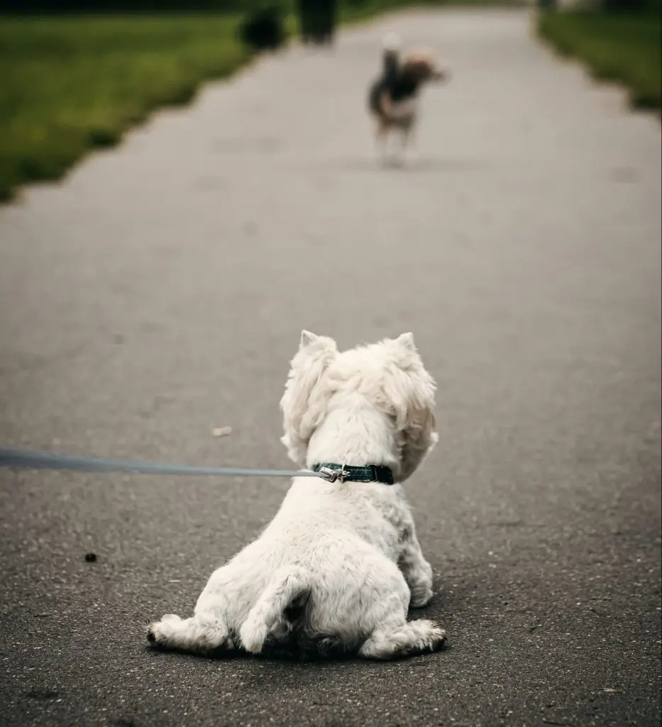 Hundeadfærd på gåtur, hvor hund møder anden hund