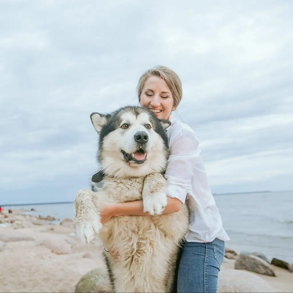 Hundelov for store hunde i Danmark