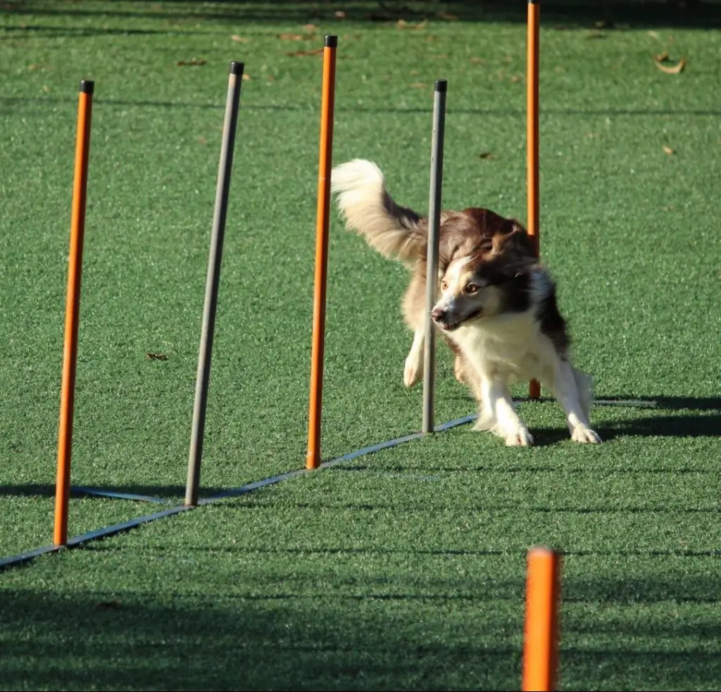 Hundeevents for agility konkurrencer