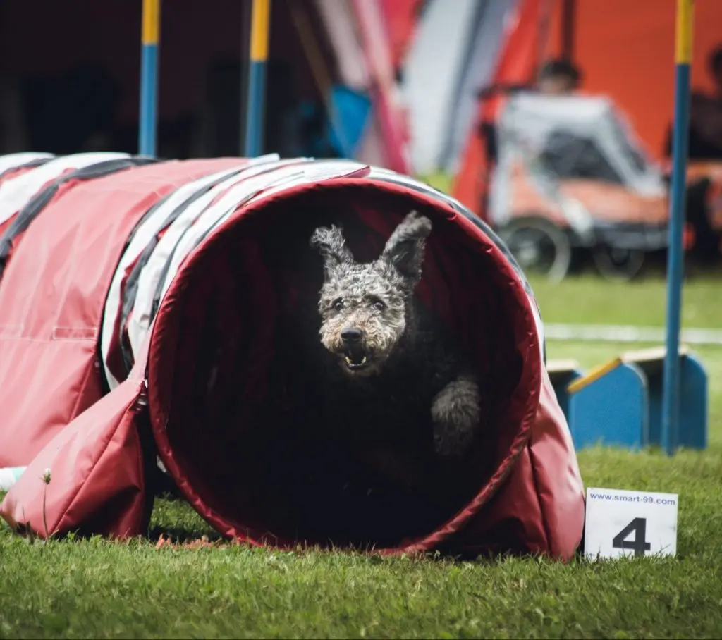 Hundekonkurrence for alle racer