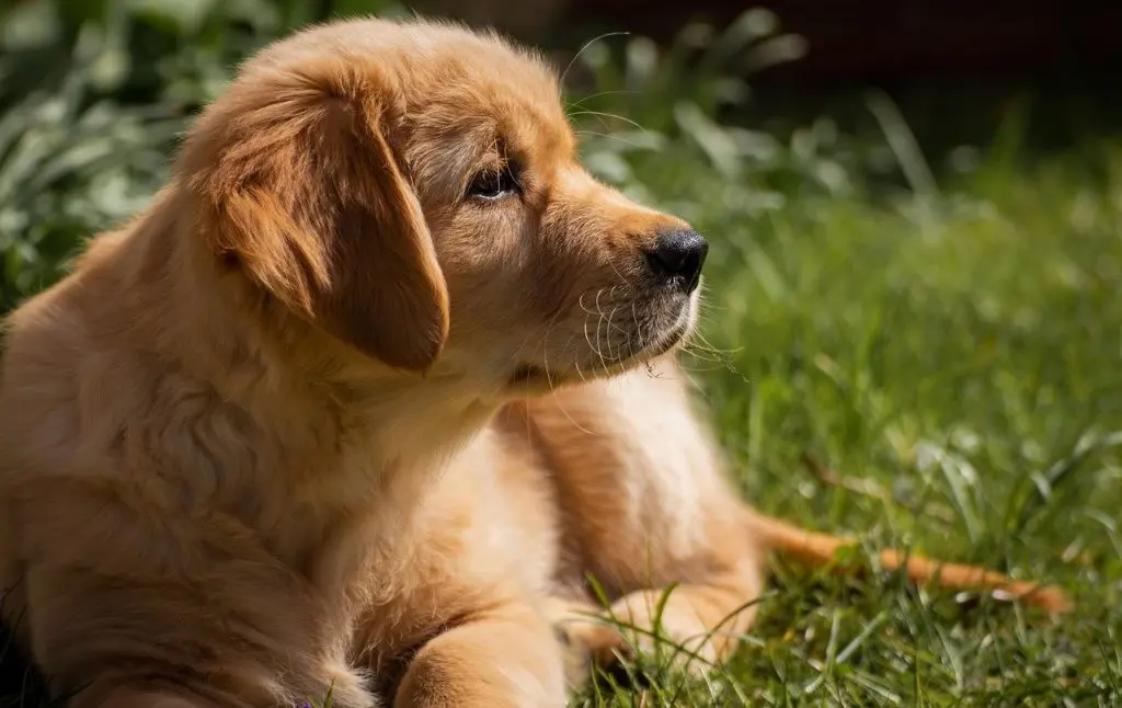 Ny hund på græsplæne med solskin