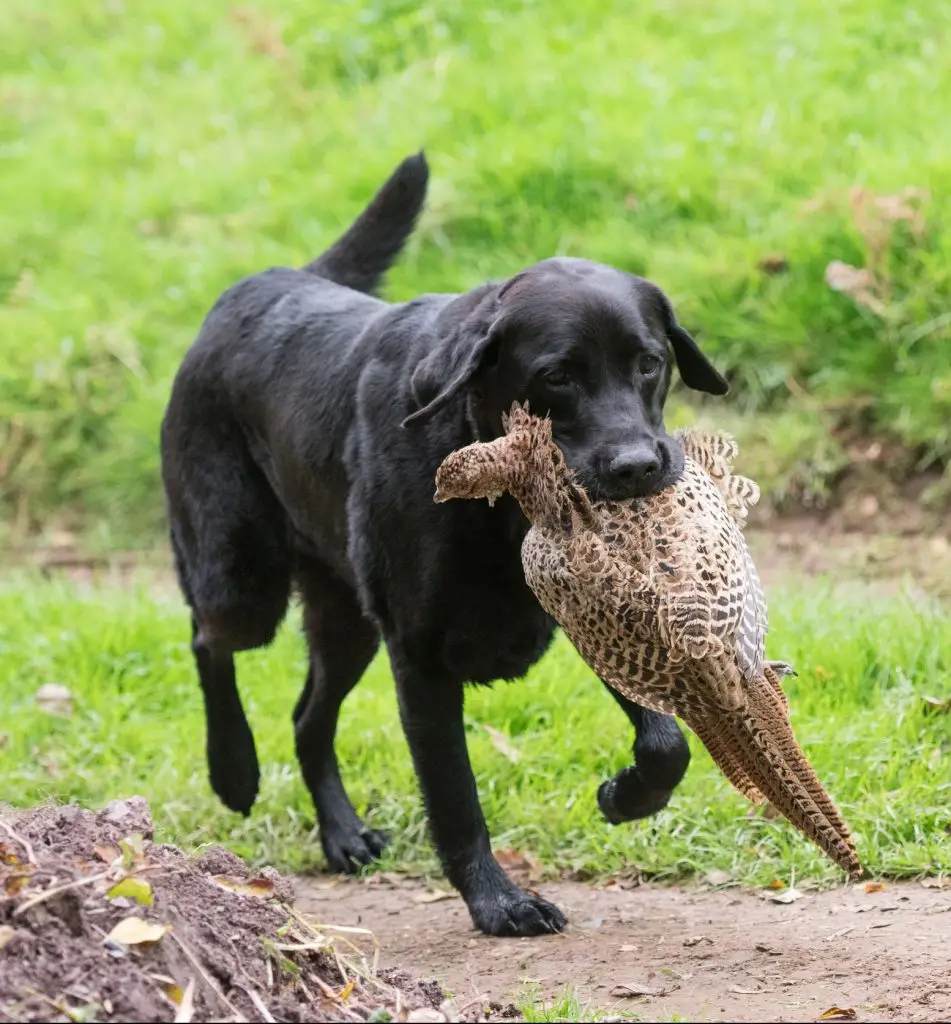 Sort labrador retriever bringer en skudt fasan tilbage til sin ejer