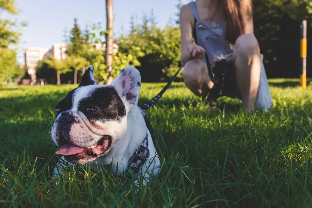 Træt fransk bulldog får vejret i skyggen i en park