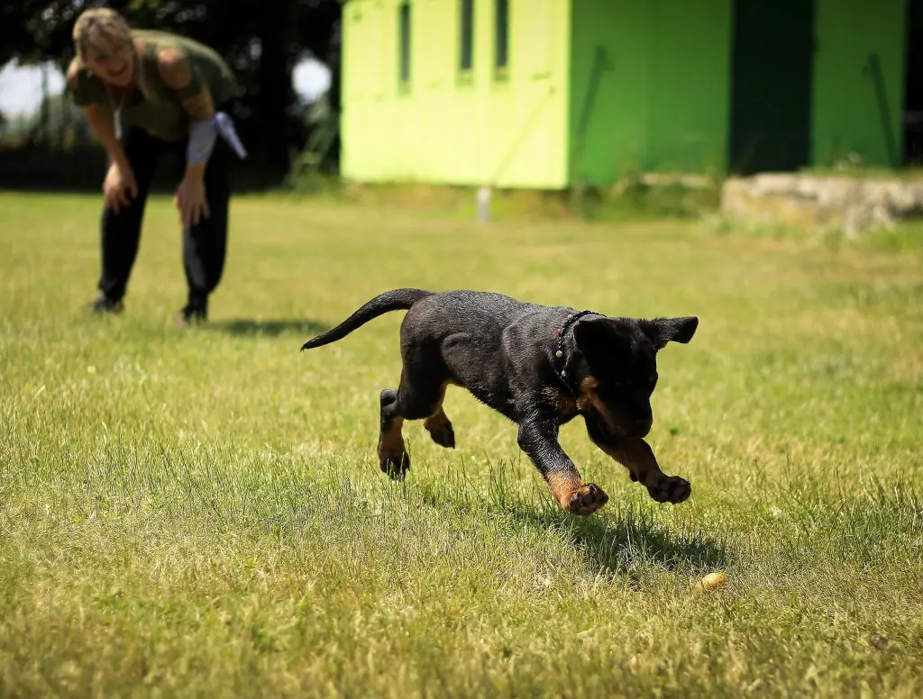 Ny hund og ejer træner på en græsplæne