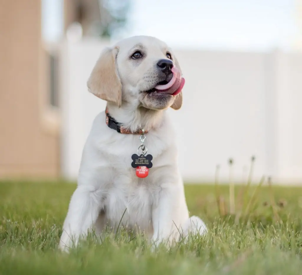Ny hund sidder på en græsplæne og viser sit hundetegn, som hænger fra halsbåndet